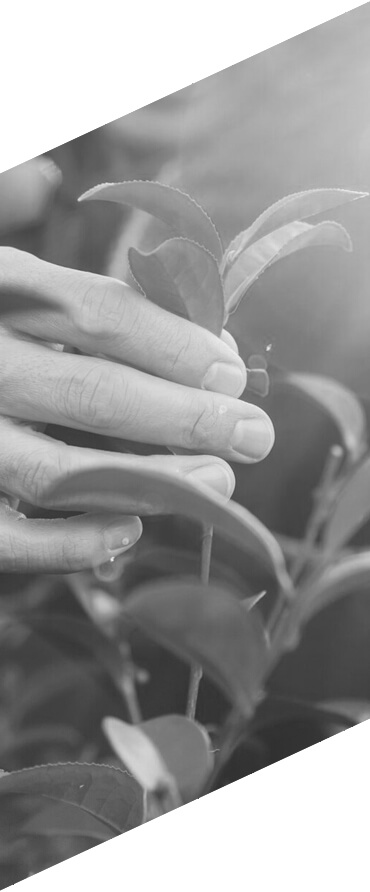 projekt sklepu internetowego E-NaZdrowie